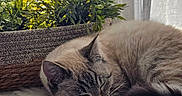 Milka participe au concours pour gagner de l'argent avec cette photo : cat, sleeping, fluffy, fur, indoor, plant, greenery, curtains, window, natural_light, cozy, resting, cute, pet, animal, relaxing, feline, soft, peaceful, domestic