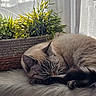 cat, sleeping, fluffy, fur, indoor, plant, greenery, curtains, window, natural_light, cozy, resting, cute, pet, animal, relaxing, feline, soft, peaceful, domestic