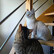 Milka a rejoint le concours — aidez-le/la à gagner de superbes lots ! cat, cats, staircase, wood, indoor, pet, animal, feline, blue_eyes, striped, tabby, sitting, looking, guarding, domestic, companions, curious, relaxed, fur, ears