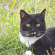 Leroy is registered to the contest to win money with this photo: cat, tuxedo_cat, whiskers, grass, outdoor, pet, feline, black_and_white, yellow_eyes, close_up, portrait, lying_down, nature, looking_at_camera, ears, fur, meadow, sunlit, greenery, muzzle