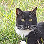 cat, tuxedo_cat, whiskers, grass, outdoor, pet, feline, black_and_white, yellow_eyes, close_up, portrait, lying_down, nature, looking_at_camera, ears, fur, meadow, sunlit, greenery, muzzle