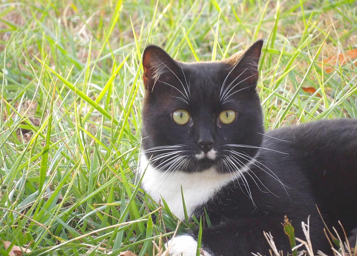 Leroy is registered to the contest to win money with this photo: cat, tuxedo_cat, whiskers, grass, outdoor, pet, feline, black_and_white, yellow_eyes, close_up, portrait, lying_down, nature, looking_at_camera, ears, fur, meadow, sunlit, greenery, muzzle