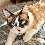 Smores is registered to the contest to win money with this photo: cat, blue_eyes, indoor, carpet, sunlight, feline, pet, resting, fur, close_up, animal, cute, domestic, whiskers, relaxed, home, couch, pattern, light, cozy