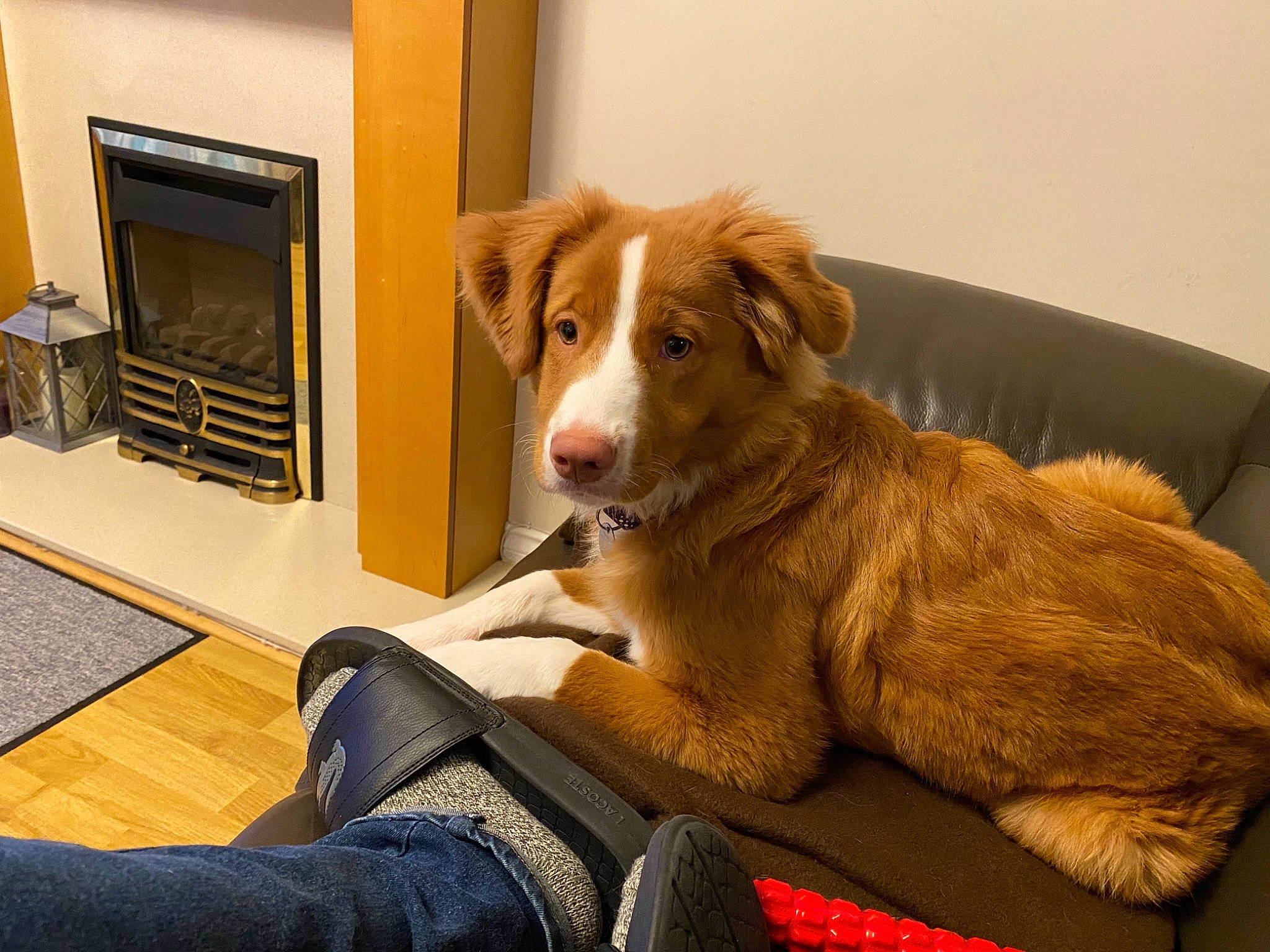 Nova is registered to the contest to win money with this photo: brittany, canidae, carnivore, comfort, companion_dog, dog, dog_breed, fawn, flooring, fur, hardwood, jeans, liver, living_room, plant, retriever, sporting_group, television, wood, working_animal