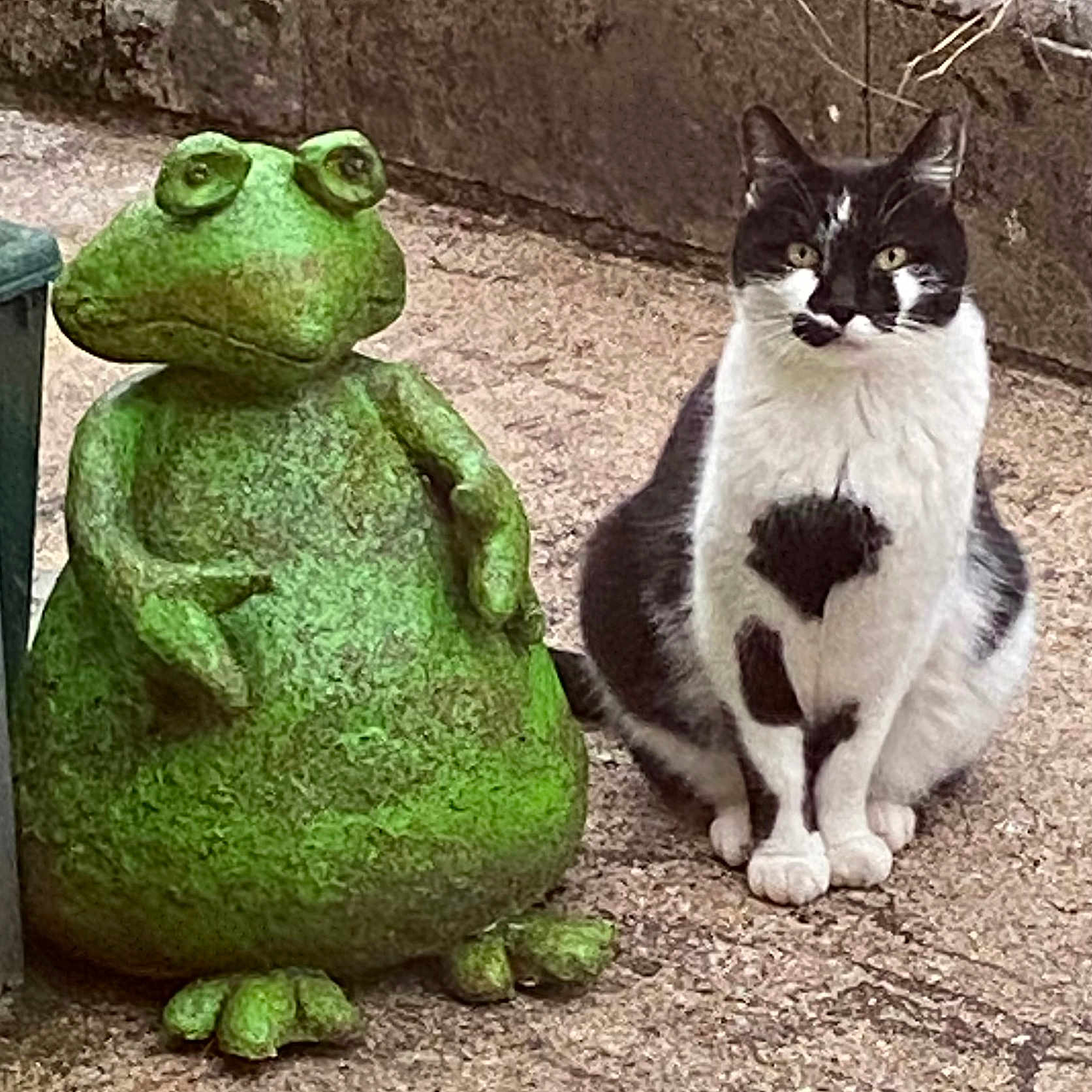 Cachou participe au concours pour gagner de l'argent avec cette photo : animal, cat, cookware, furniture, green, jar, kitten, manx, nature, outdoors, pet, plant, planter, pot, pottedplant, road, rock, snow, snowman, winter