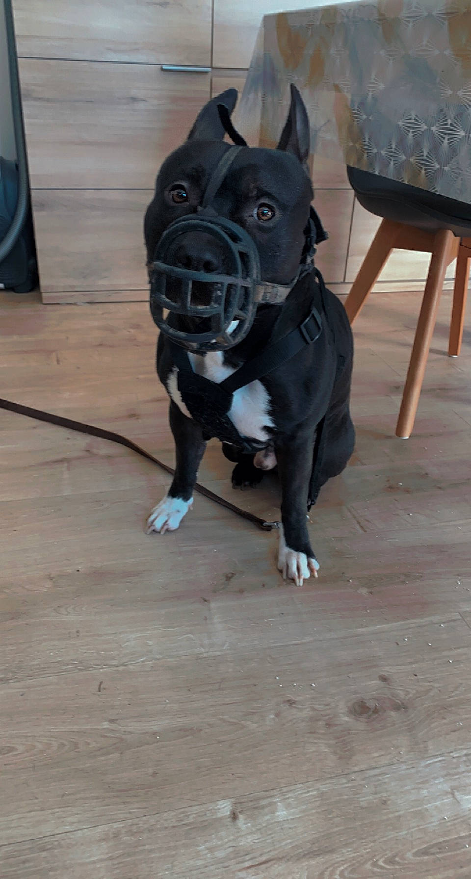 Gohan participe au concours pour gagner de l'argent avec cette photo : carnivore, collar, companion_dog, dog, dog_breed, dog_collar, dog_supply, fawn, floor, flooring, grey, hardwood, leash, personal_protective_equipment, pet_supply, snout, tail, toy_dog, wood, working_animal