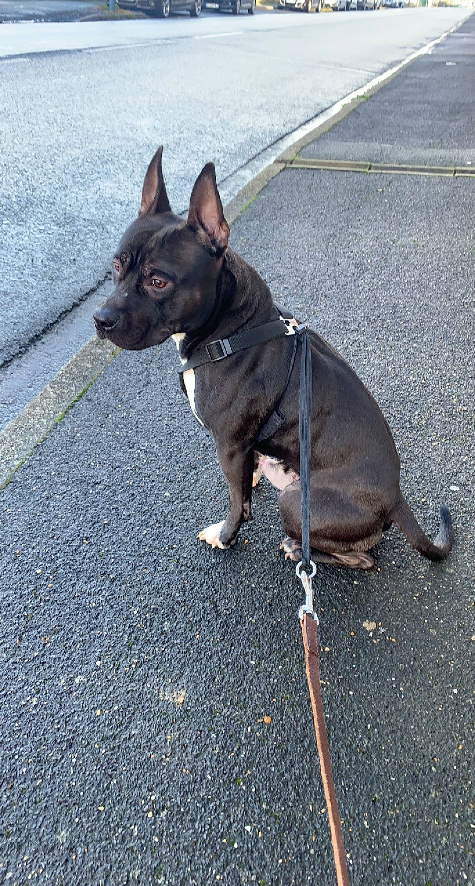 Gohan a rejoint le concours — aidez-le/la à gagner de superbes lots ! asphalt, bulldog, canidae, carnivore, collar, companion_dog, dog, dog_breed, dog_collar, dog_supply, fashion_accessory, fawn, leash, liver, pet_supply, road_surface, snout, sporting_group, tail, working_animal