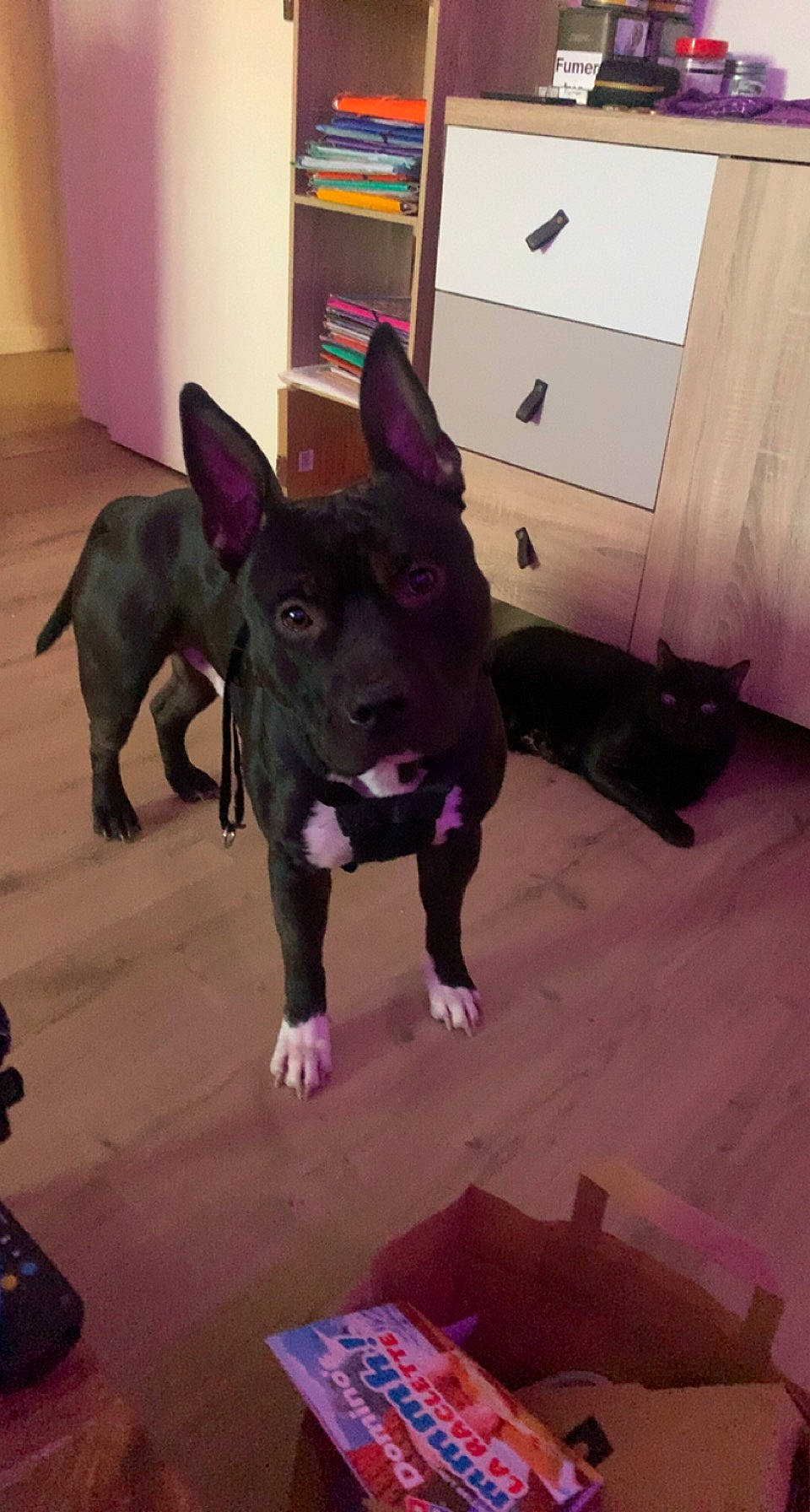 Gohan a rejoint le concours — aidez-le/la à gagner de superbes lots ! bulldog, cabinetry, canidae, carnivore, cat, companion_dog, dog, dog_breed, door, fawn, floor, flooring, purple, snout, sporting_group, tail, toy_dog, whiskers, wood, working_animal