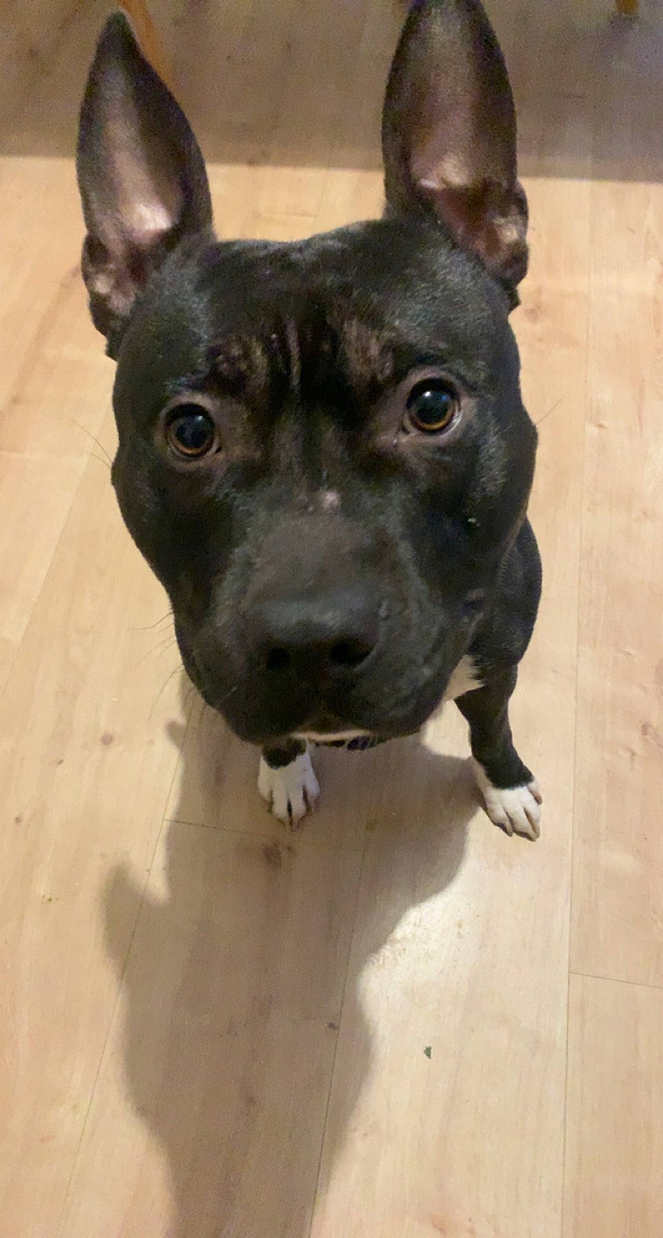 Gohan a rejoint le concours — aidez-le/la à gagner de superbes lots ! ancient_dog_breeds, canidae, carnivore, collar, companion_dog, dog, dog_breed, dog_collar, ear, fawn, non_sporting_group, pet_supply, snout, sporting_group, toy_dog, whiskers, working_animal