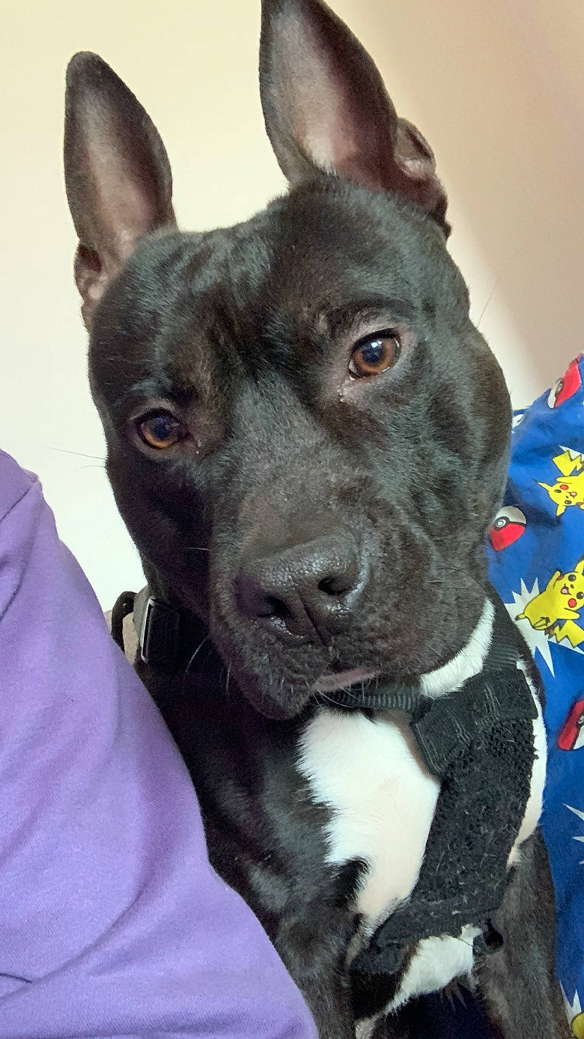 Gohan participe au concours pour gagner de l'argent avec cette photo : canidae, carnivore, collar, companion_dog, dog, dog_breed, dog_collar, ear, electric_blue, eye, fawn, guard_dog, head, non_sporting_group, pet_supply, snout, sporting_group, whiskers, working_animal, working_dog