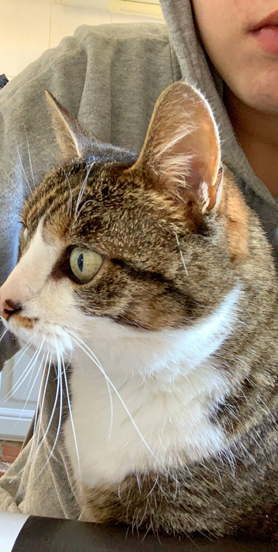 Clochette a rejoint le concours — aidez-le/la à gagner de superbes lots ! carnivore, cat, domestic_short_haired_cat, felidae, fur, grass, small_to_medium_sized_cats, snout, terrestrial_animal, tree, whiskers