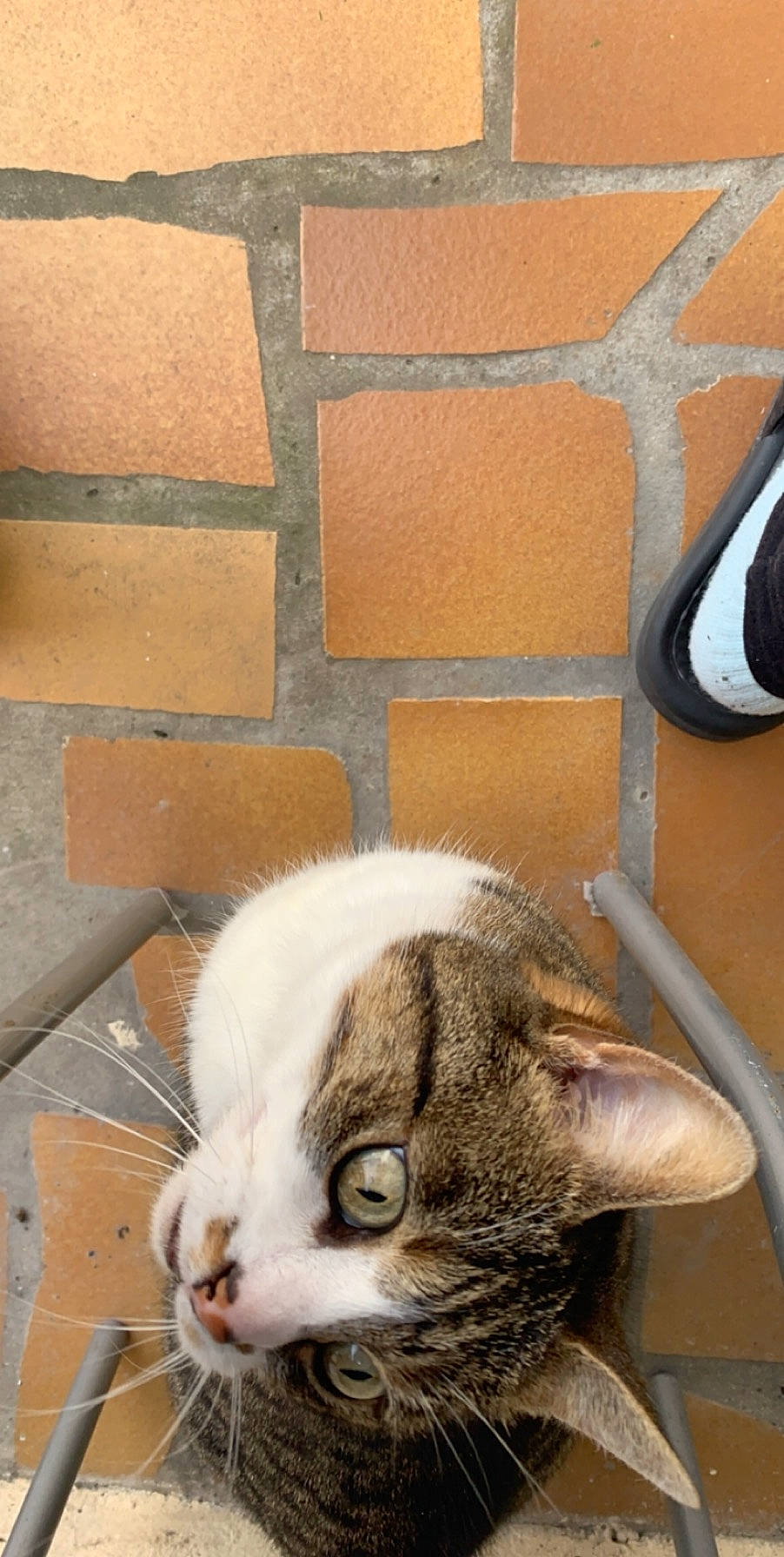 Clochette participe au concours pour gagner de l'argent avec cette photo : animal_shelter, art, brick, brickwork, carnivore, cat, domestic_short_haired_cat, fawn, felidae, flooring, fur, pattern, paw, small_to_medium_sized_cats, snout, tail, wall, whiskers, window, wood