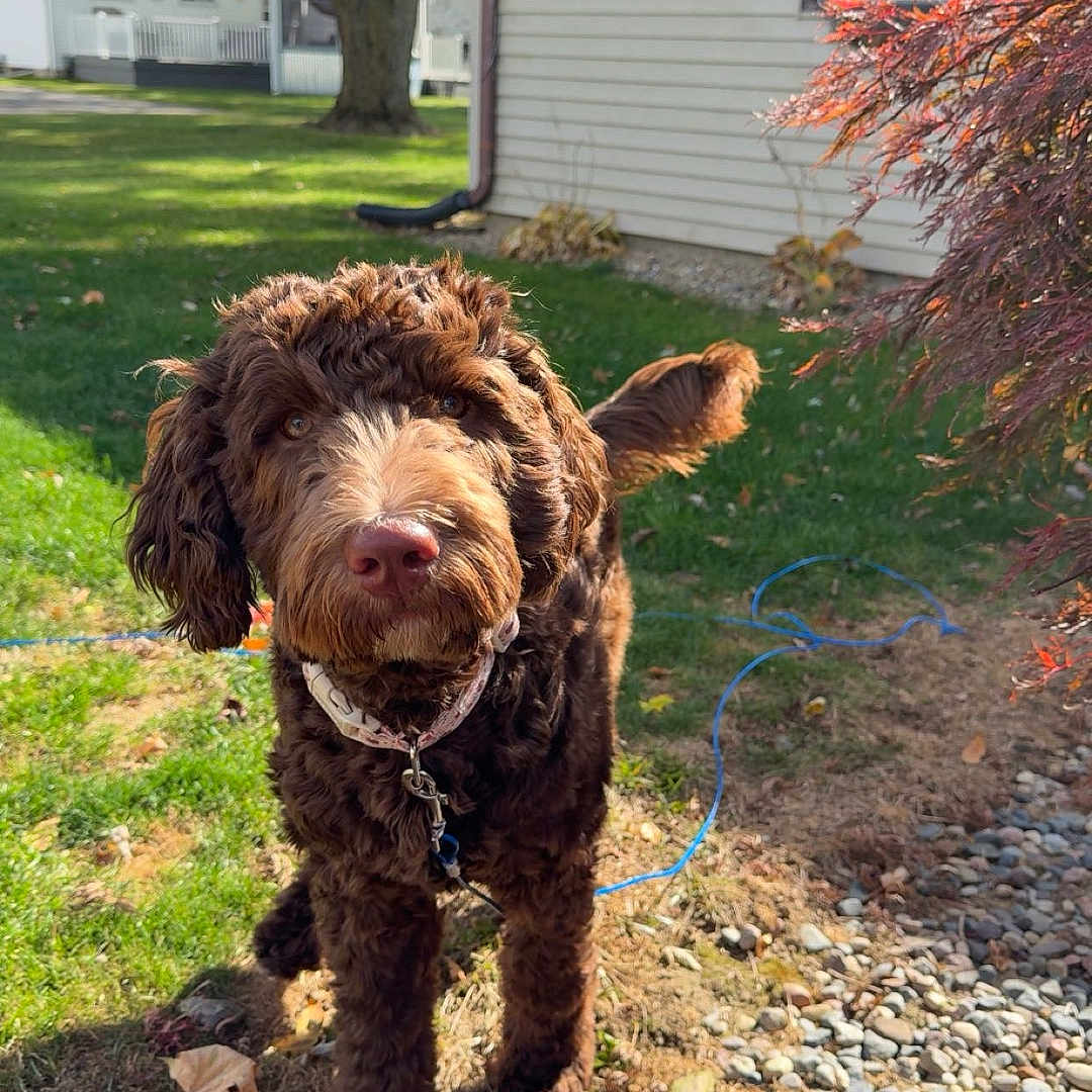 Piper Lou is registered to the contest to win money with this photo: animal, backyard, brown_dog, canine, collar, curious, curly_fur, daylight, dog, fur, grass, house, leash, nature, outdoor, pet, rocks, sunny, tree, yard