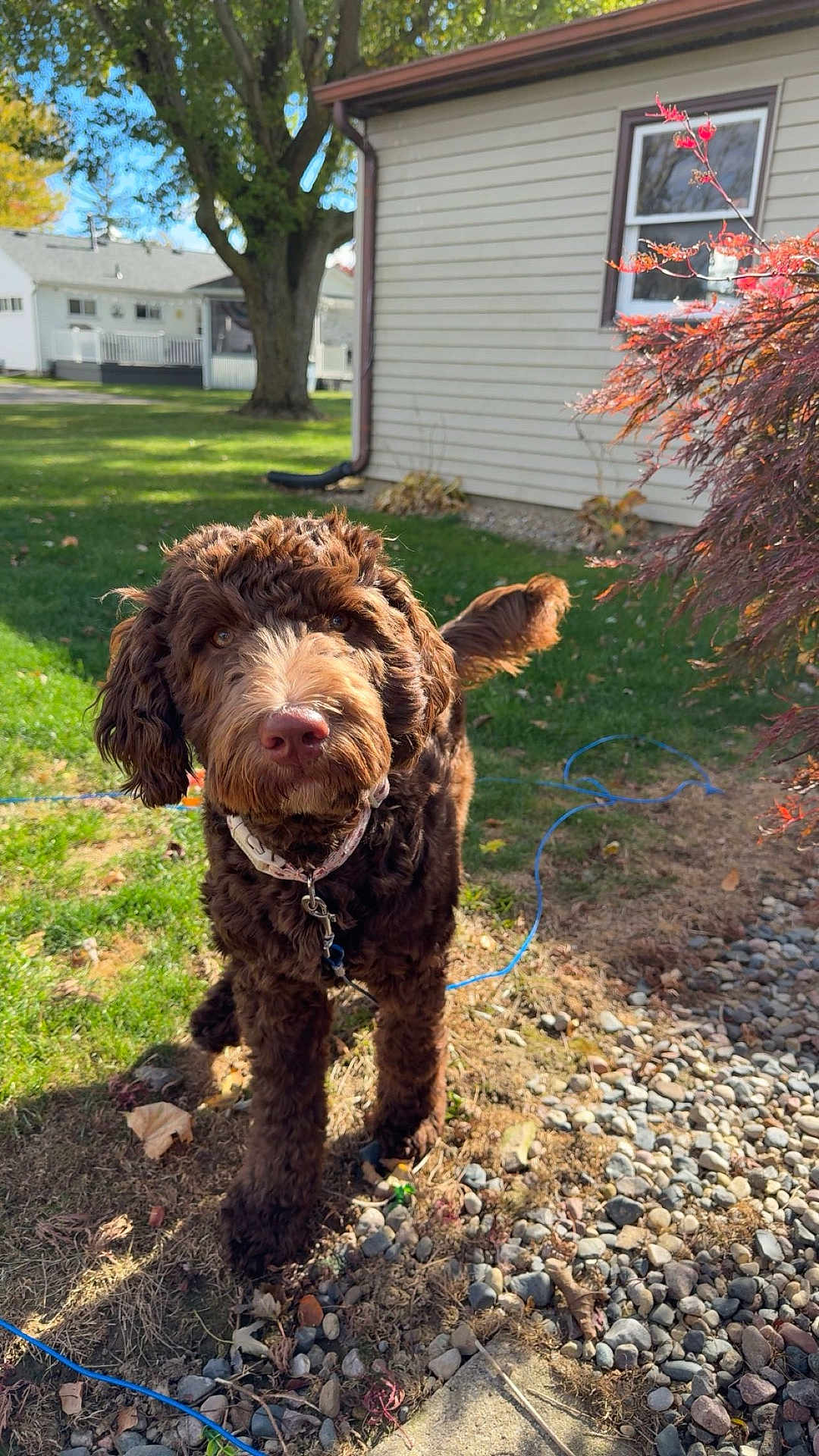 Piper Lou is registered to the contest to win money with this photo: dog, brown_dog, curly_fur, outdoor, grass, rocks, leash, house, tree, sunny, pet, canine, collar, backyard, nature, daylight, animal, fur, yard, curious