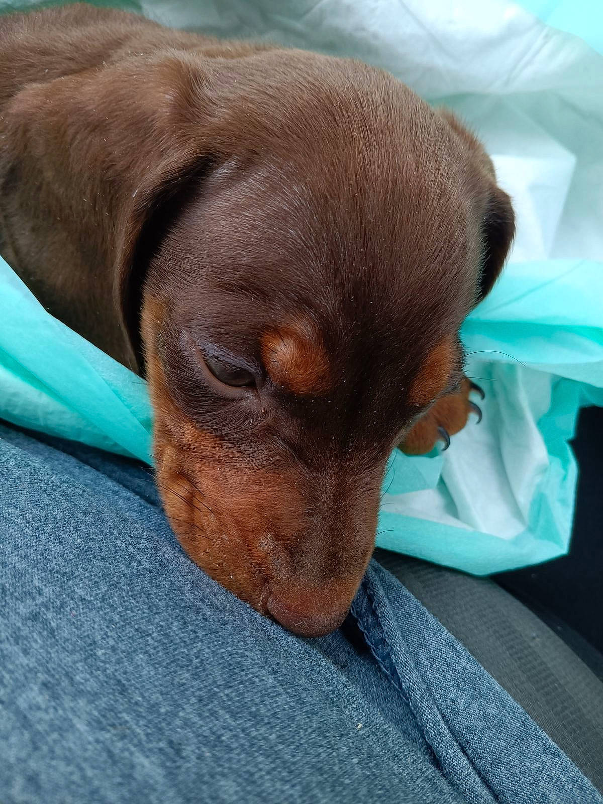 Saddie joined the competition — help win amazing prizes! canidae, carnivore, comfort, companion_dog, dog, dog_breed, ear, fawn, fur, linens, liver, nap, paw, pet_supply, snout, sporting_group, terrestrial_animal, whiskers, working_animal, wrinkle