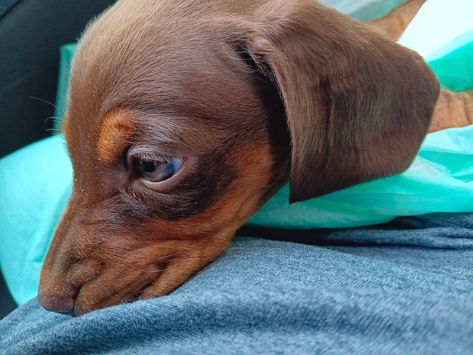 Saddie joined the competition — help win amazing prizes! automotive_mirror, canidae, carnivore, comfort, companion_dog, dog, dog_breed, fawn, gun_dog, hunting_dog, liver, pet_supply, sporting_group, terrestrial_animal, whiskers, working_animal, wrinkle