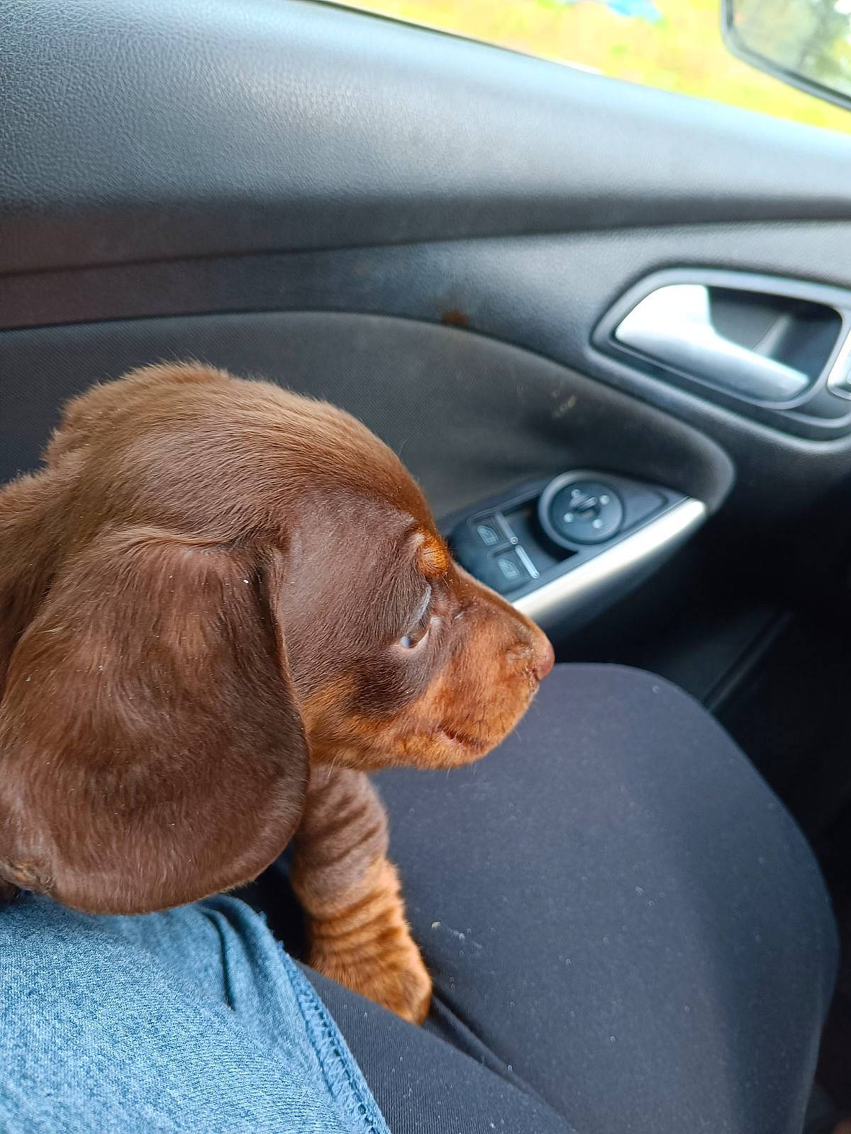 Saddie joined the competition — help win amazing prizes! auto_part, automotive_exterior, canidae, car, car_seat, carnivore, comfort, companion_dog, dog, dog_breed, family_car, fawn, liver, personal_luxury_car, snout, sporting_group, steering_wheel, vehicle, vehicle_door, whiskers