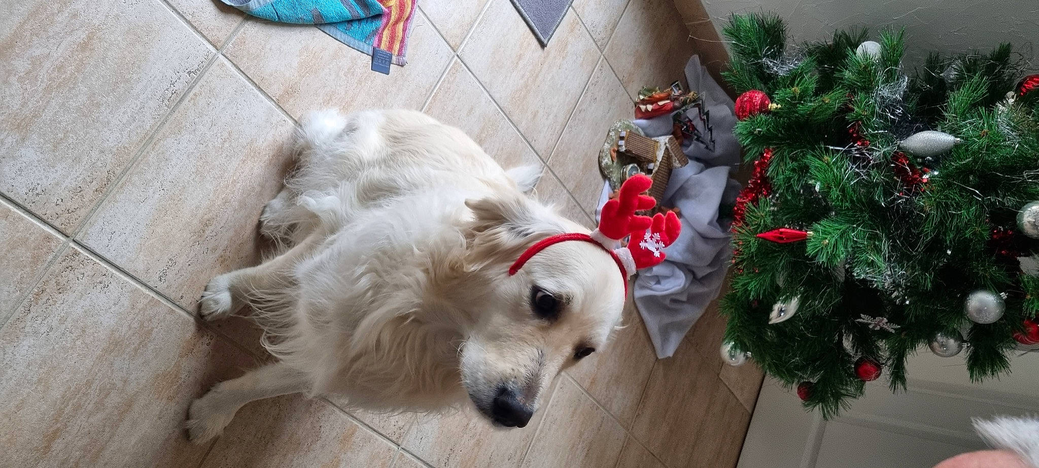 Ouna a rejoint le concours — aidez-le/la à gagner de superbes lots ! canidae, carnivore, christmas_tree, collar, companion_dog, conifer, dog, dog_breed, dog_collar, dog_supply, event, evergreen, fawn, fur, pet_supply, plant, snout, volpino_italiano, whiskers, working_animal