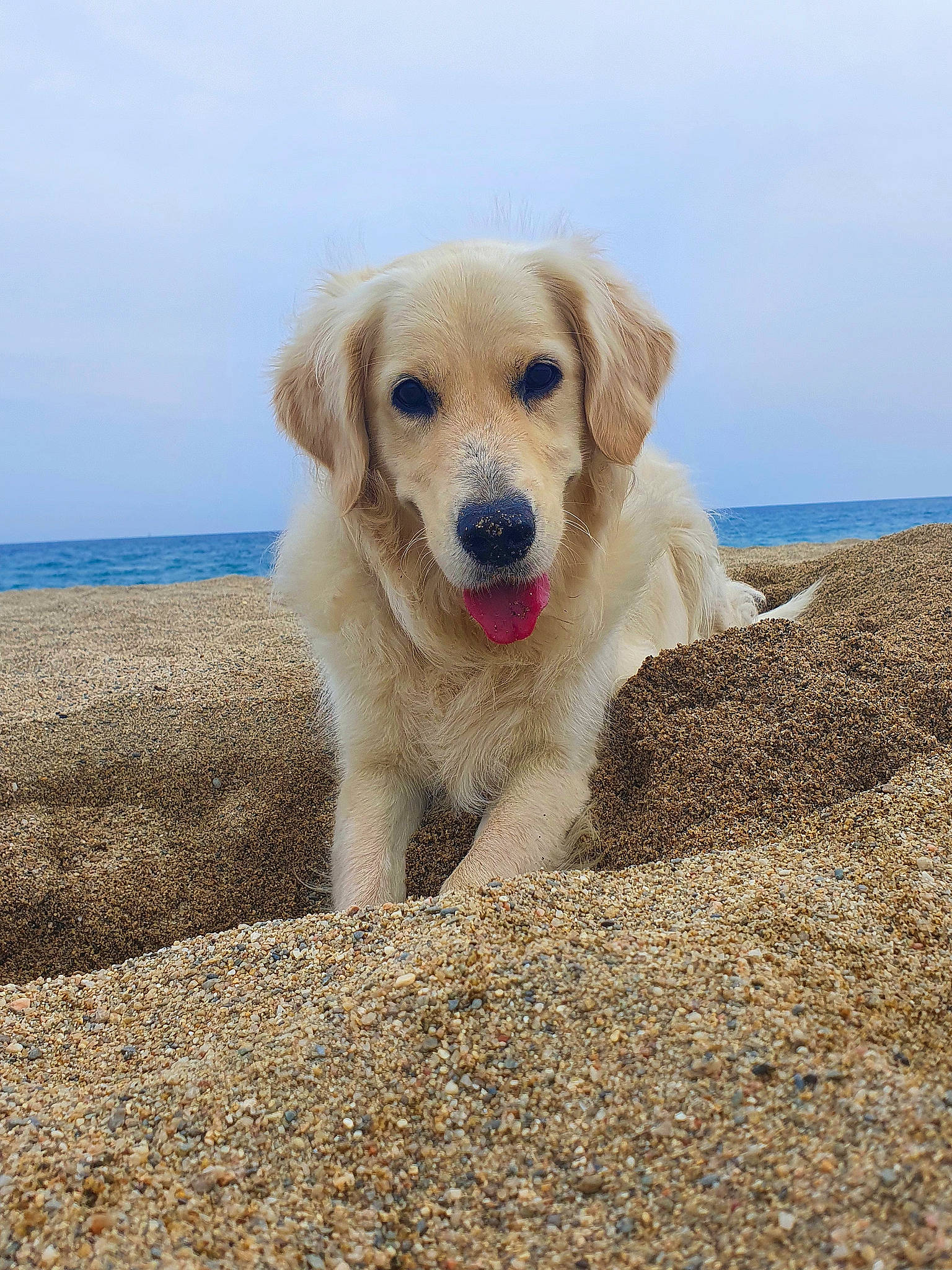 Ouna participe au concours pour gagner de l'argent avec cette photo : beach, canidae, carnivore, companion_dog, dog, dog_breed, fawn, gun_dog, horizon, hunting_dog, labrador_retriever, landscape, ocean, retriever, sky, soil, sporting_group, tail, water