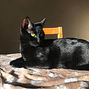 Freydis a rejoint le concours — aidez-le/la à gagner de superbes lots ! cat, black_cat, pet, feline, animal, indoor, blanket, paw_print, chair, sunlight, green_eyes, fur, resting, cute, domestic_animal, whiskers, portrait, relaxing, table, cozy