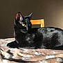 cat, black_cat, pet, feline, animal, indoor, blanket, paw_print, chair, sunlight, green_eyes, fur, resting, cute, domestic_animal, whiskers, portrait, relaxing, table, cozy
