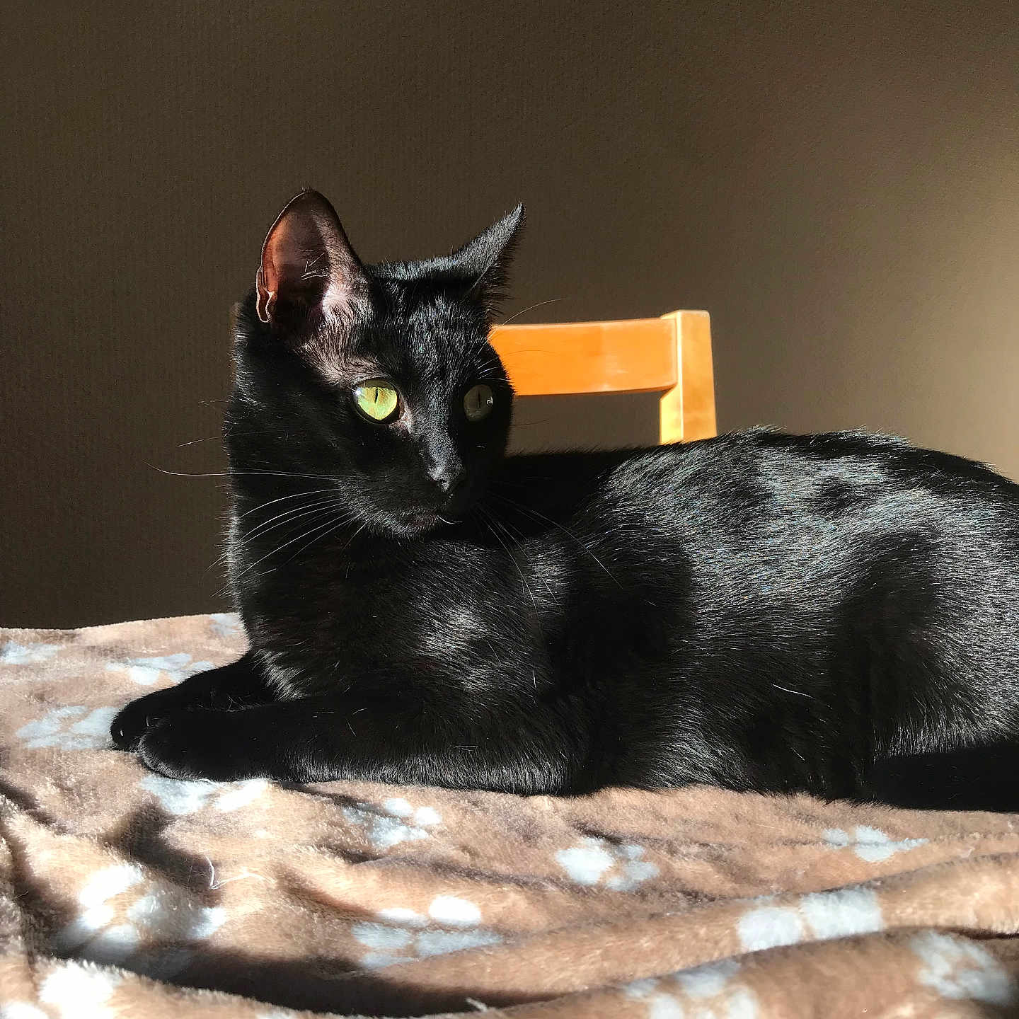 Freydis