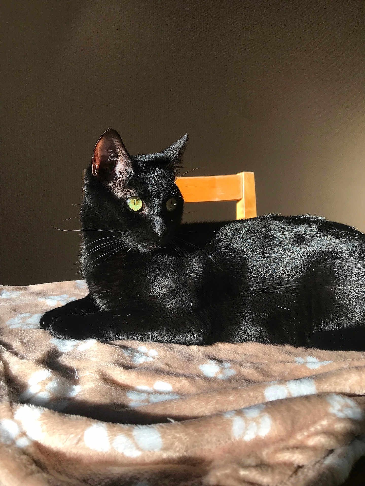 Freydis