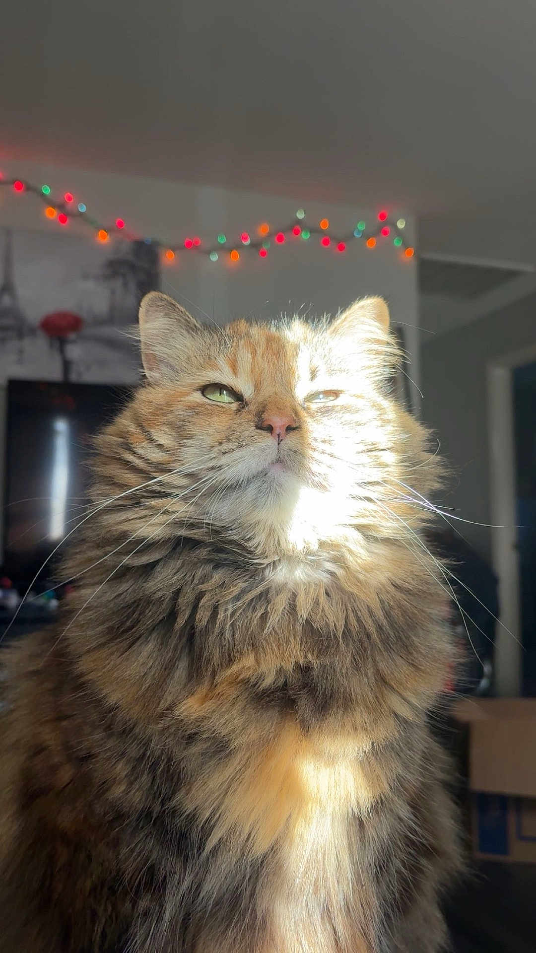 Floof