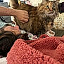 Floof joined the competition — help win amazing prizes! animal, bed, blanket, cat, comfort, cozy, ear, fur, furniture, hair, hand, home, indoor, person, petting, pillow, quilting, relaxation, sleeping, tortoiseshell_cat