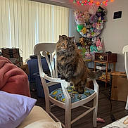 Floof joined the competition — help win amazing prizes! animal, blanket, box, cat, chair, colorful, cozy, cushion, decor, fluffy_cat, furniture, home, indoor, pet, plush_toys, radio, sitting, string_lights, window_blinds, wood_floor