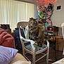 animal, blanket, box, cat, chair, colorful, cozy, cushion, decor, fluffy_cat, furniture, home, indoor, pet, plush_toys, radio, sitting, string_lights, window_blinds, wood_floor