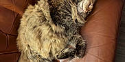 Floof joined the competition — help win amazing prizes! animal, brown, cat, comfortable, cozy, cute, domestic, feline, fluffy, fur, furball, indoor, leather_couch, nap, peaceful, pet, relaxing, rest, sleeping, soft