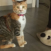 Rosy a rejoint le concours — aidez-le/la à gagner de superbes lots ! alert, animal, brown, cat, collar, curious, cute, domestic, ears, feline, floor, footwear, indoor, orange, panda_slipper, pet, sitting, tile_floor, whiskers, white