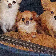 Unyce participe au concours pour gagner de l'argent avec cette photo : animal, bed, brown_dog, cage, chihuahua, closeup, cozy, cute, dog, fur, furry, indoor, looking_at_camera, pet, resting, small_dog, snout, three_dogs, white_dog, winking