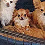 animal, bed, brown_dog, cage, chihuahua, closeup, cozy, cute, dog, fur, furry, indoor, looking_at_camera, pet, resting, small_dog, snout, three_dogs, white_dog, winking