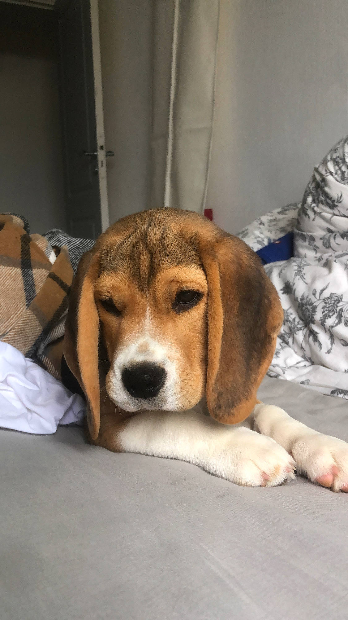 Raymond a rejoint le concours — aidez-le/la à gagner de superbes lots ! beagle, beaglier, beige, canidae, carnivore, comfort, companion_dog, curtain, dog, dog_breed, fawn, fur, hound, mammal, scent_hound, snout, sporting_group, vertebrate, whiskers, working_animal