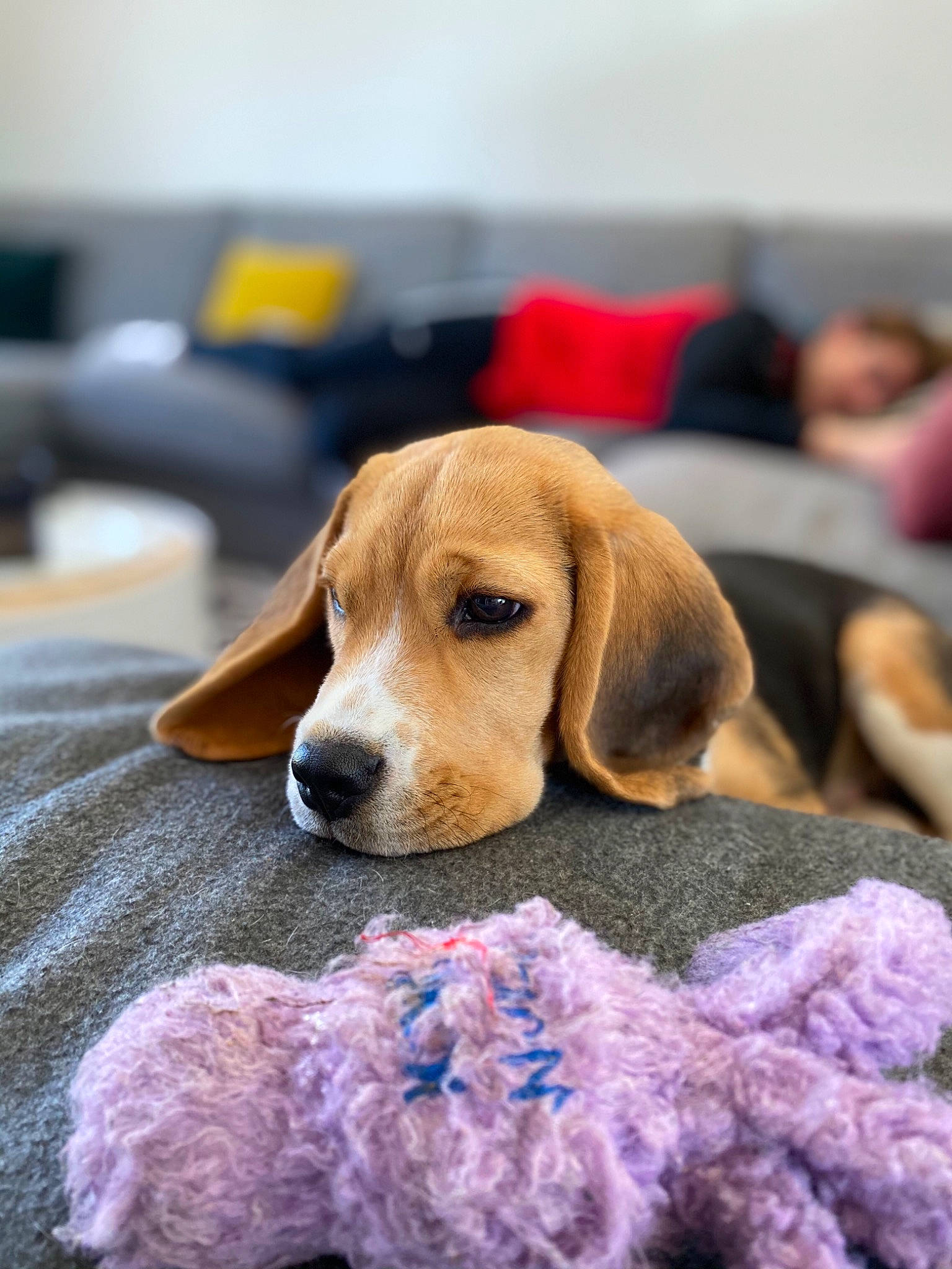 Raymond participe au concours pour gagner de l'argent avec cette photo : canidae, carnivore, comfort, companion_dog, dog, dog_breed, dog_supply, fawn, hound, linens, scent_hound, snout, sporting_group, textile, toy, vertebrate, wool, woolen, working_animal, working_dog