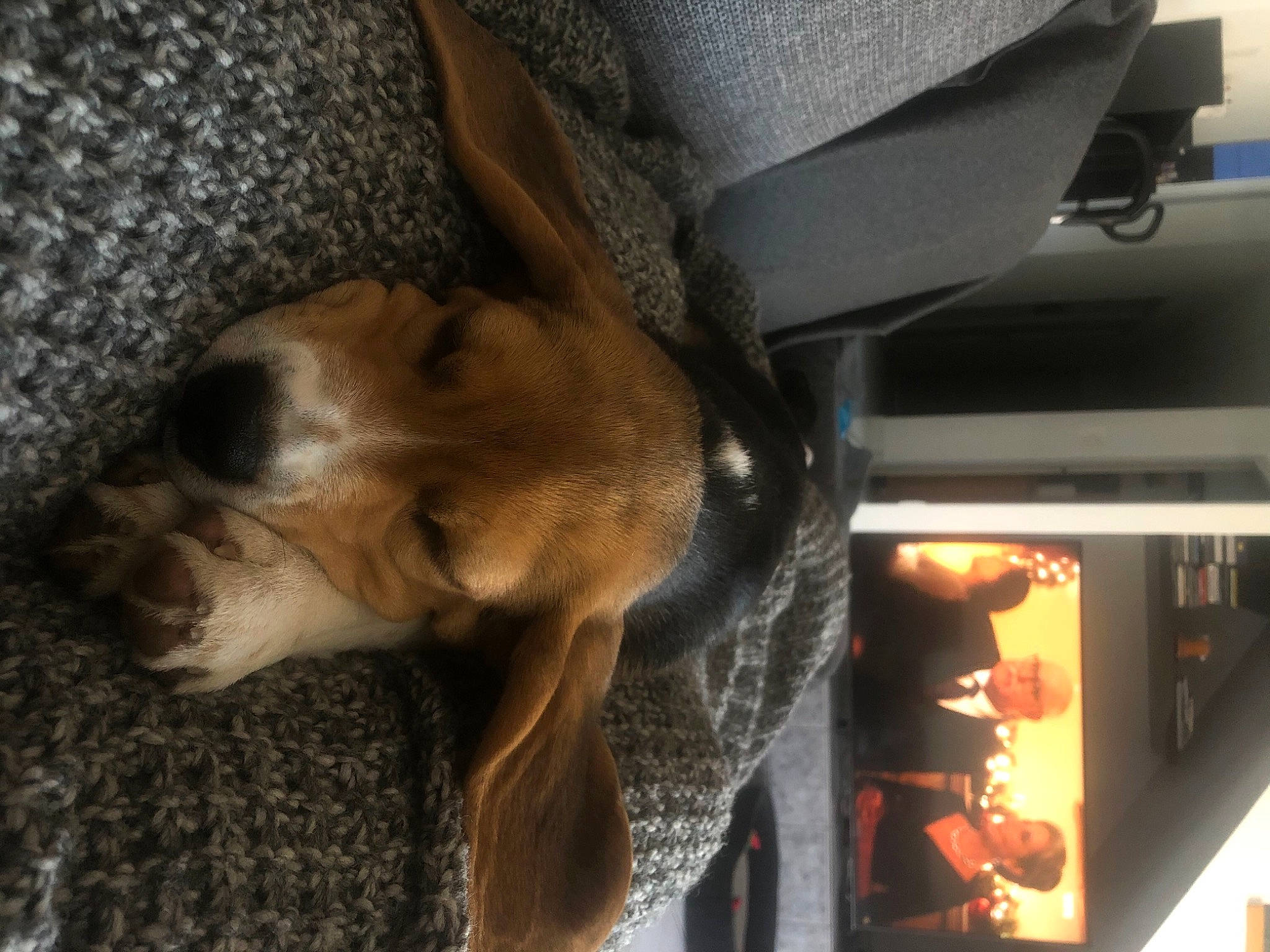 Raymond participe au concours pour gagner de l'argent avec cette photo : canidae, carnivore, companion_dog, dog, dog_breed, fawn, fur, liver, paw, snout, sporting_group, working_animal, working_dog