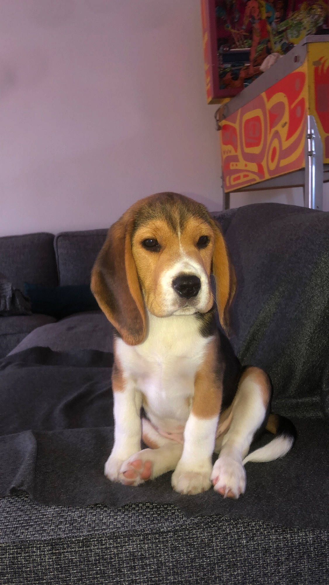 Raymond participe au concours pour gagner de l'argent avec cette photo : beagle, beagle_harrier, beaglier, canidae, carnivore, comfort, companion_dog, couch, dog, dog_breed, fawn, hound, liver, living_room, pillow, scent_hound, snout, sporting_group, tail, working_animal