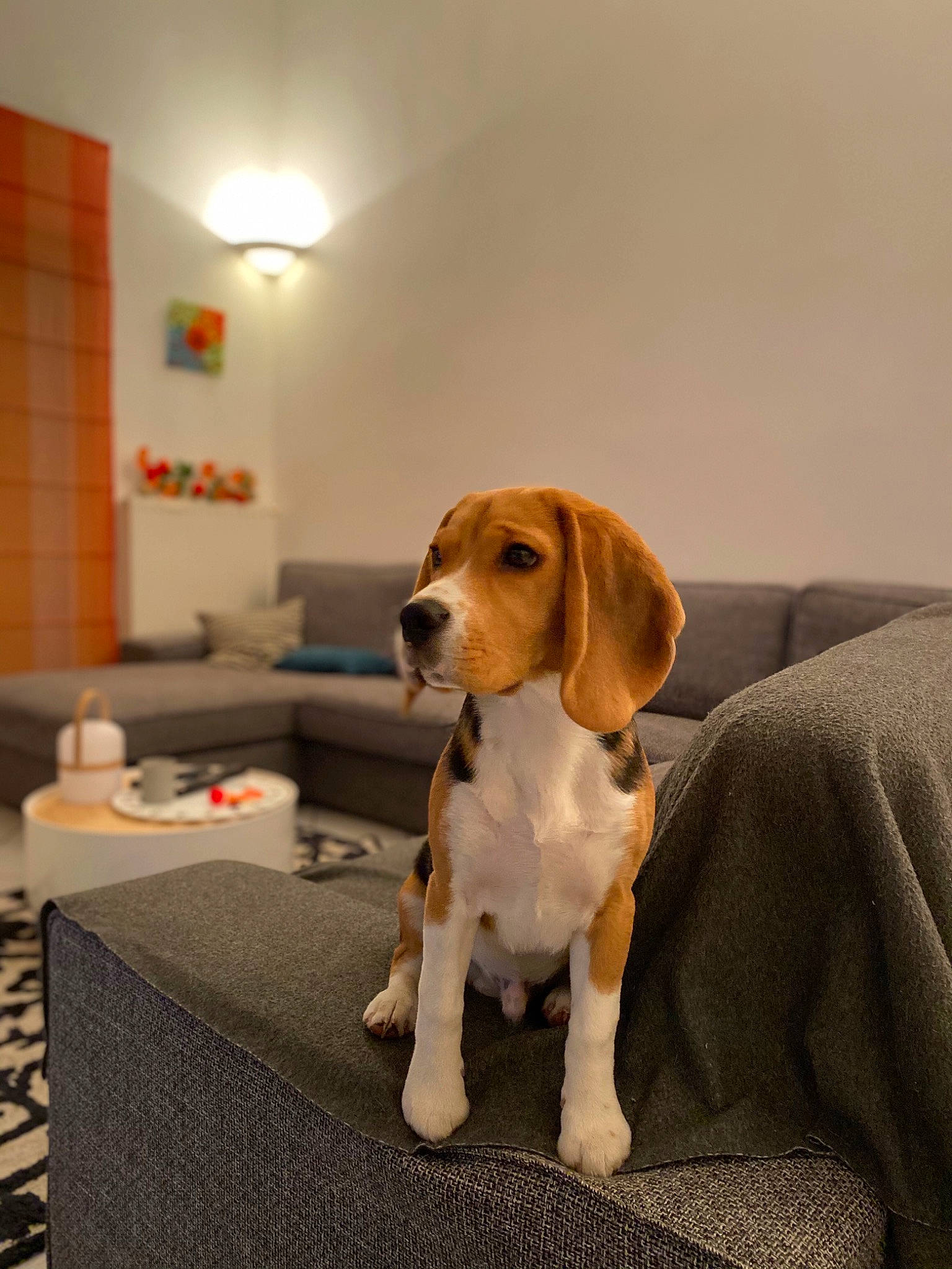 Raymond participe au concours pour gagner de l'argent avec cette photo : beagle, beagle_harrier, beaglier, canidae, carnivore, companion_dog, couch, dog, dog_breed, fawn, home_accessories, hound, lamp, lampshade, light_fixture, lighting, liver, scent_hound, snout, sporting_group