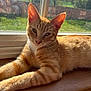 cat, ginger_cat, tabby, windowsill, sunlight, indoor, pet, feline, relaxed, animal, whiskers, ears, fur, closeup, window, daylight, home, resting, looking, nature_outside