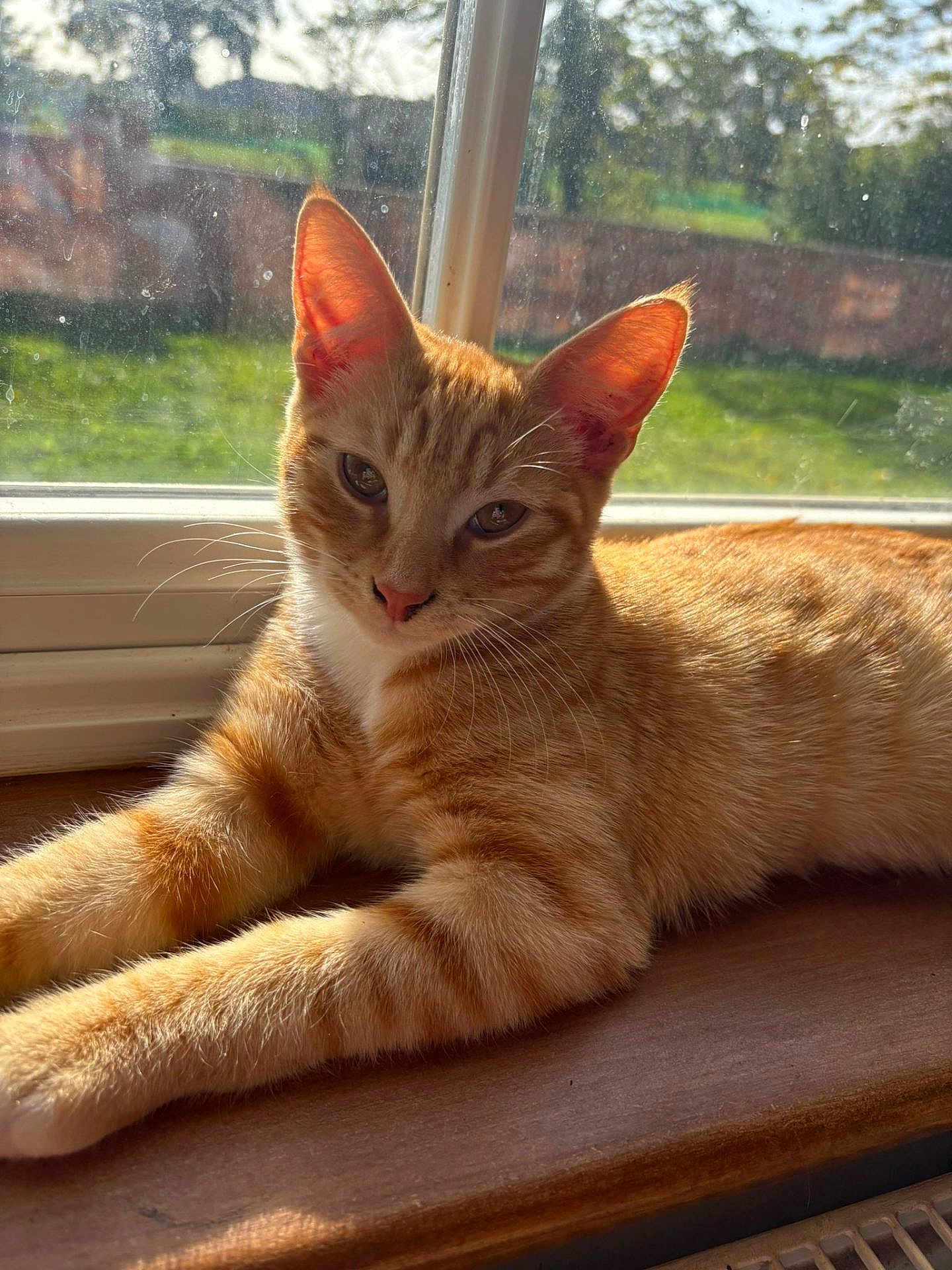 Mango joined the competition — help win amazing prizes! cat, ginger_cat, tabby, windowsill, sunlight, indoor, pet, feline, relaxed, animal, whiskers, ears, fur, closeup, window, daylight, home, resting, looking, nature_outside