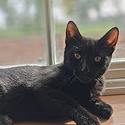 Freddie is registered to the contest to win money with this photo: black_cat, cat, pet, animal, windowsill, sunlight, indoor, fur, whiskers, ears, eyes, relaxing, curious, portrait, closeup, domestic_cat, feline, resting, natural_light, window
