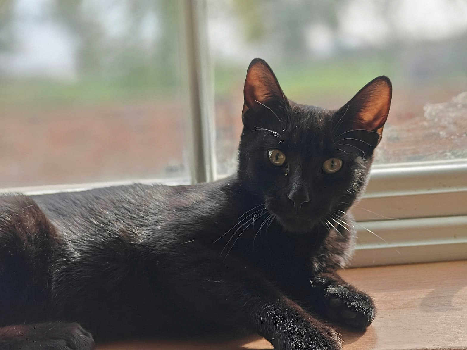 Freddie is registered to the contest to win money with this photo: black_cat, cat, pet, animal, windowsill, sunlight, indoor, fur, whiskers, ears, eyes, relaxing, curious, portrait, closeup, domestic_cat, feline, resting, natural_light, window