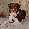 dog, brown, white, laying_down, pet, fur, animal, portrait, indoors, blanket, wooden_background, calm, cute, mammal, domestic_animal, looking_at_camera, furniture, cozy, resting, ears