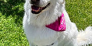 Sadie joined the competition — help win amazing prizes! dog, white_dog, bandana, pink_bandana, leash, grass, outdoor, sunny, happy, smiling, pet, canine, garden, nature, sitting, fur, animal, closeup, daylight, friendly