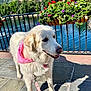 Sadie is registered to the contest to win money with this photo: dog, white_dog, pink_bandana, leash, stone_pavement, railing, lake, flowers, greenery, trees, mountains, sunny, outdoor, pet, canine, nature, summer, daytime, happy, side_view