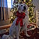 Sadie