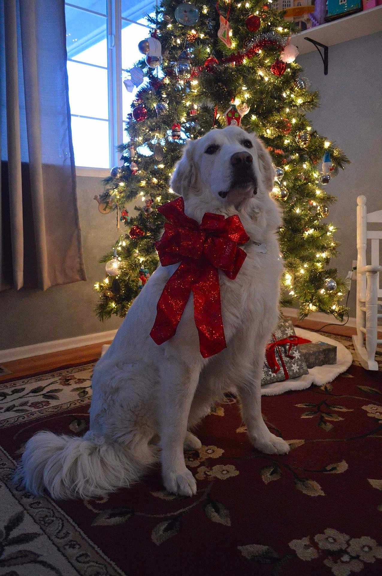 Sadie joined the competition — help win amazing prizes! dog, white_dog, red_bow, christmas_tree, holiday_decorations, lights, gift_box, carpet, curtain, window, chair, indoor, pet, festive, holiday, decor, living_room, calm, sitting, fluffy_tail