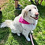 Sadie joined the competition — help win amazing prizes! dog, therapy_dog, white_dog, grass, outdoor, pet, canine, animal, bandana, leash, happy, sitting, fur, face, mouth, tongue, people, shoes, legs, sunlight